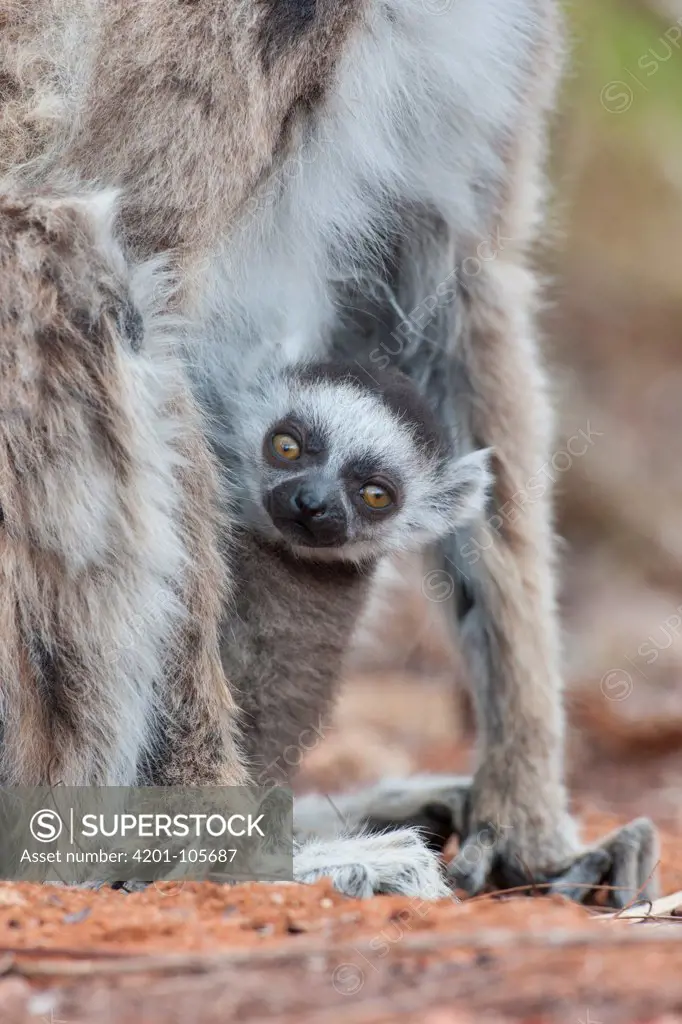 Ring-tailed Lemur (Lemur catta) baby at one week old, Berenty Private Reserve, Madagascar