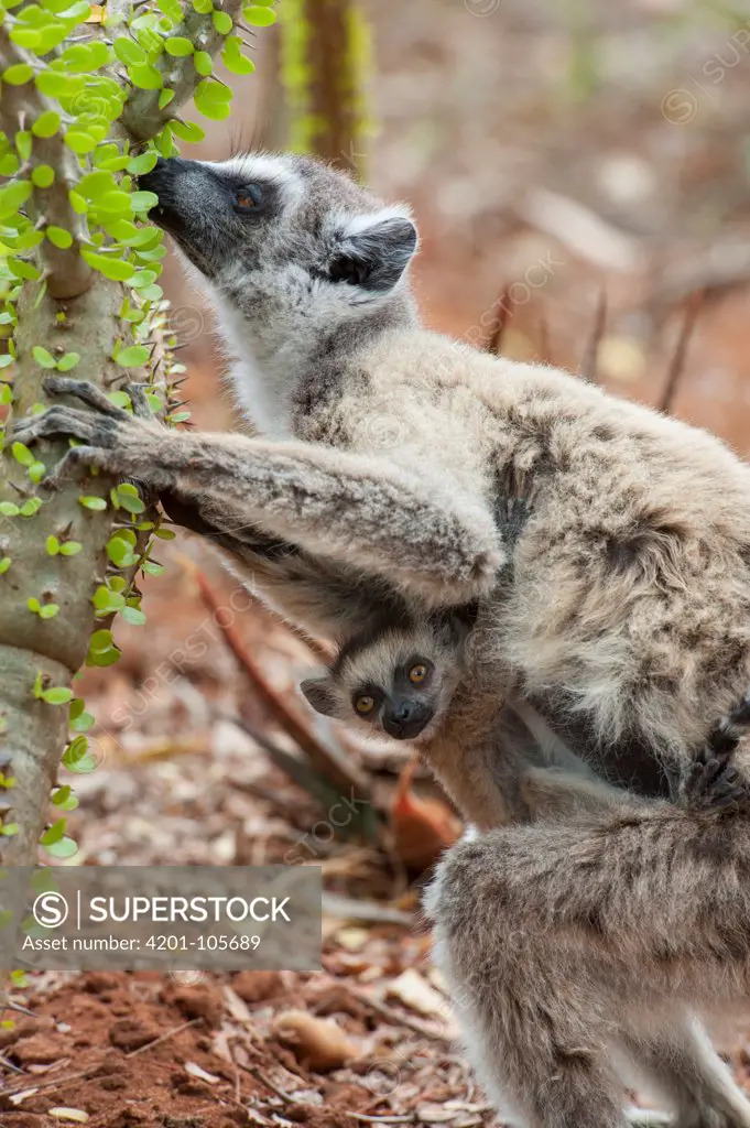 Ring-tailed Lemur (Lemur catta) mother with week-old baby feeding on Madagascan Ocotillo (Alluaudia procera) cactus, Berenty Private Reserve, Madagascar