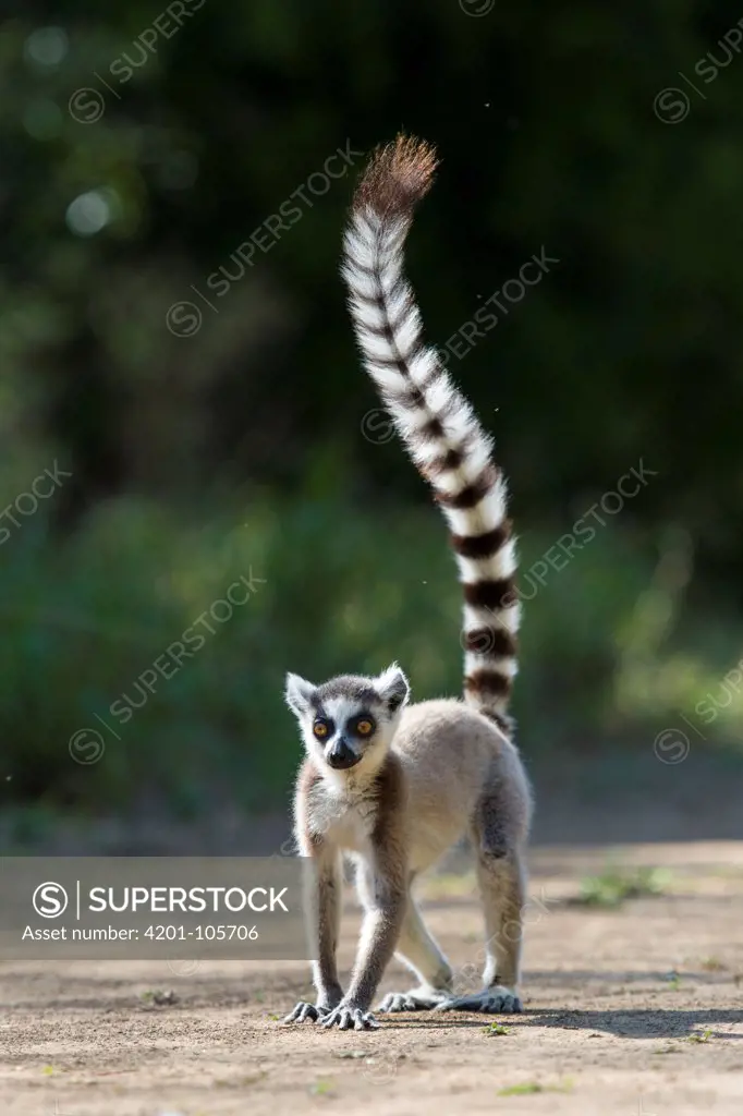 Ring-tailed Lemur (Lemur catta) walking while waving tail in the air, Berenty Private Reserve, Madagascar