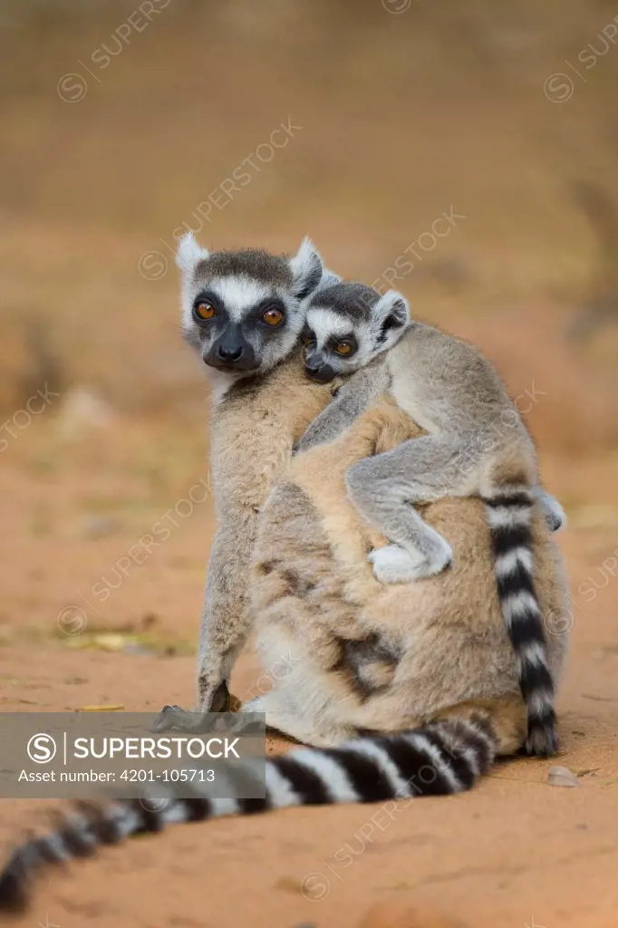 Ring-tailed Lemur (Lemur catta) mother with baby, Berenty Private Reserve, Madagascar