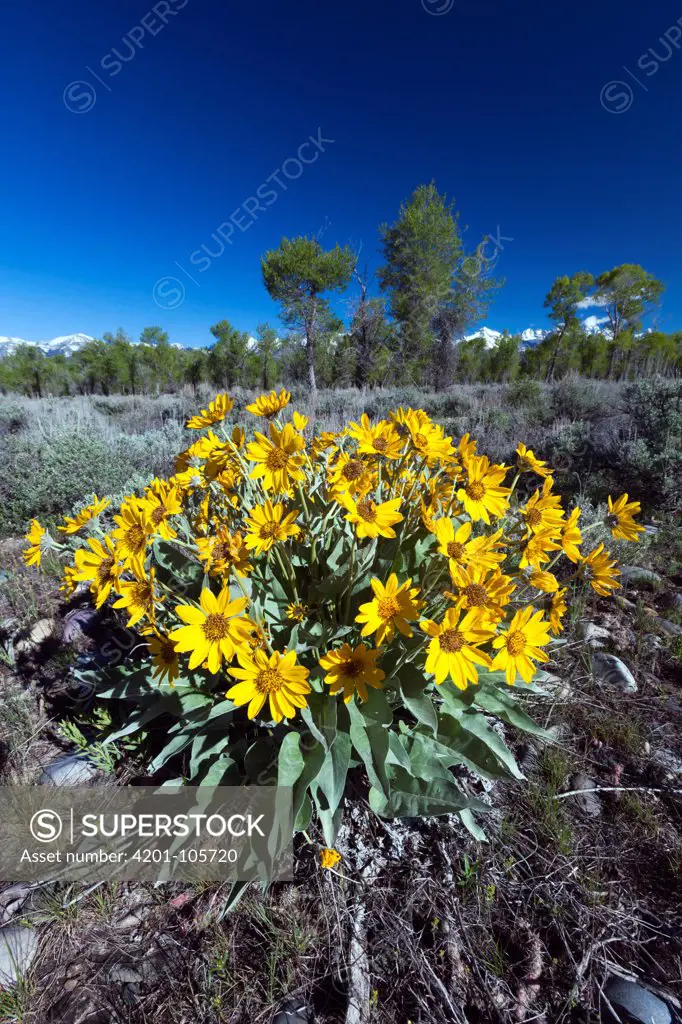 Balsamroot Sunflower (Balsamorhiza sagittata), Grand Teton National Park, Wyoming