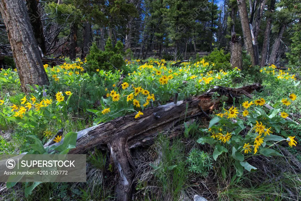 Balsamroot Sunflower (Balsamorhiza sagittata) Yellowstone National Park, Wyoming