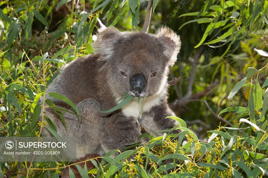 Koala (Phascolarctos cinereus) feeding on Gum Tree (Eucalyptus sp) leaves, Port Lincoln, South Australia, Australia