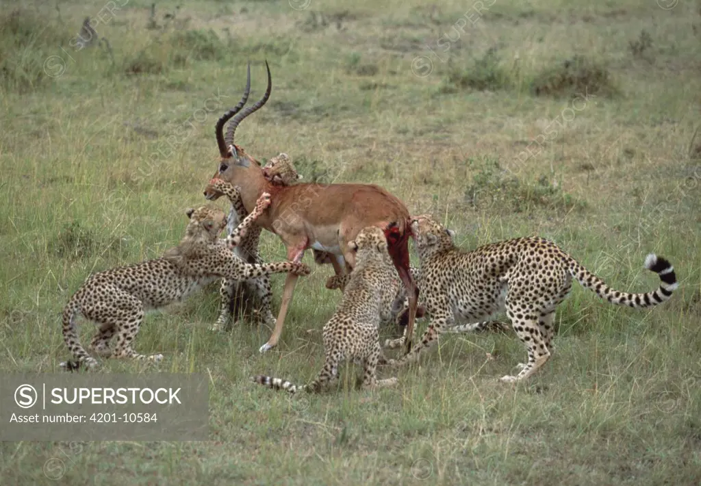 Cheetah (Acinonyx jubatus) attacking Impala (Aepyceros melampus), Kenya