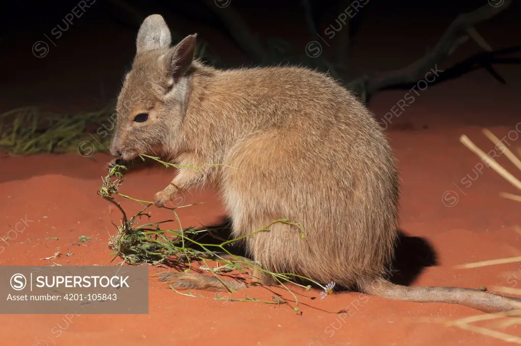 Rufous Hare-wallaby (Lagorchestes hirsutus) feeding, Alice Springs Desert Park, Northern Territory, Australia