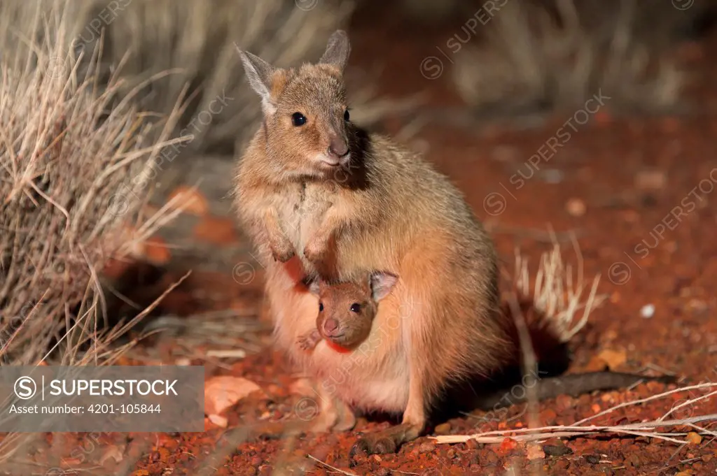 Rufous Hare-wallaby (Lagorchestes hirsutus) mother with joey in pouch, Alice Springs Desert Park, Northern Territory, Australia