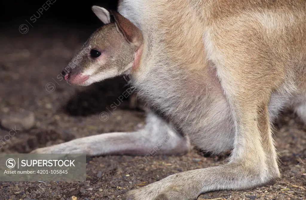 Agile Wallaby (Macropus agilis) joey in mother's pouch, Australia