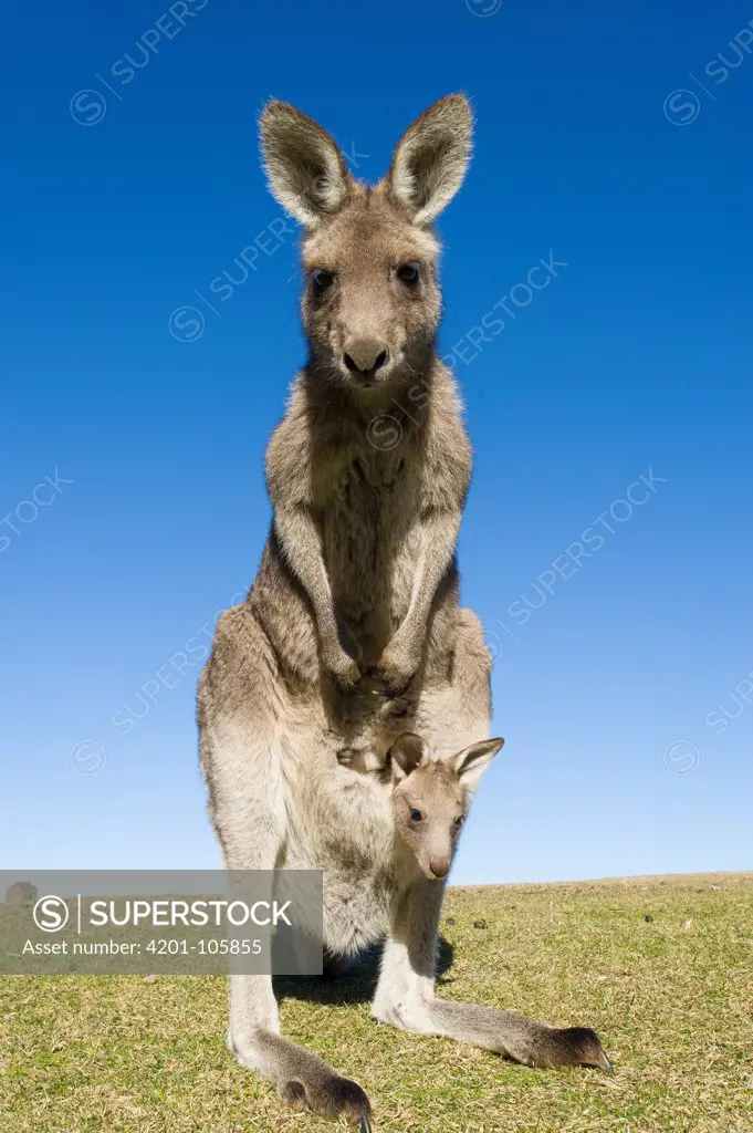 Eastern Grey Kangaroo (Macropus giganteus) mother with joey in pouch, New South Wales, Australia. Sequence 3 of 3