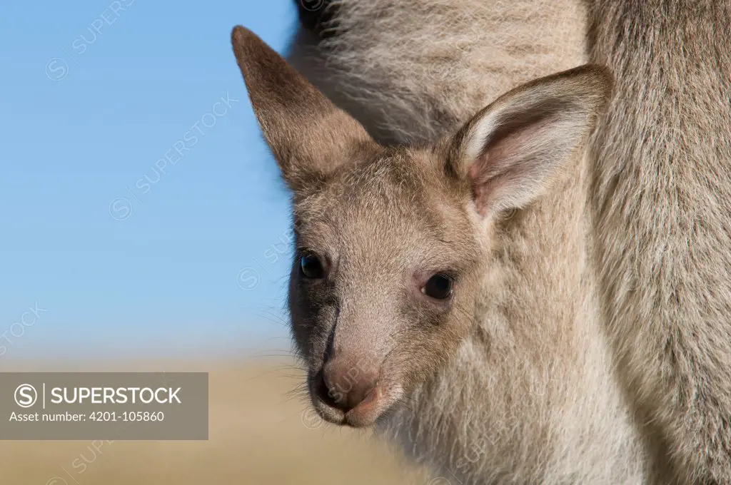 Eastern Grey Kangaroo (Macropus giganteus) joey in mother's pouch, New South Wales, Australia