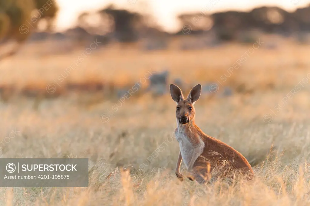 Red Kangaroo (Macropus rufus) in grassland, Western Australia, Australia