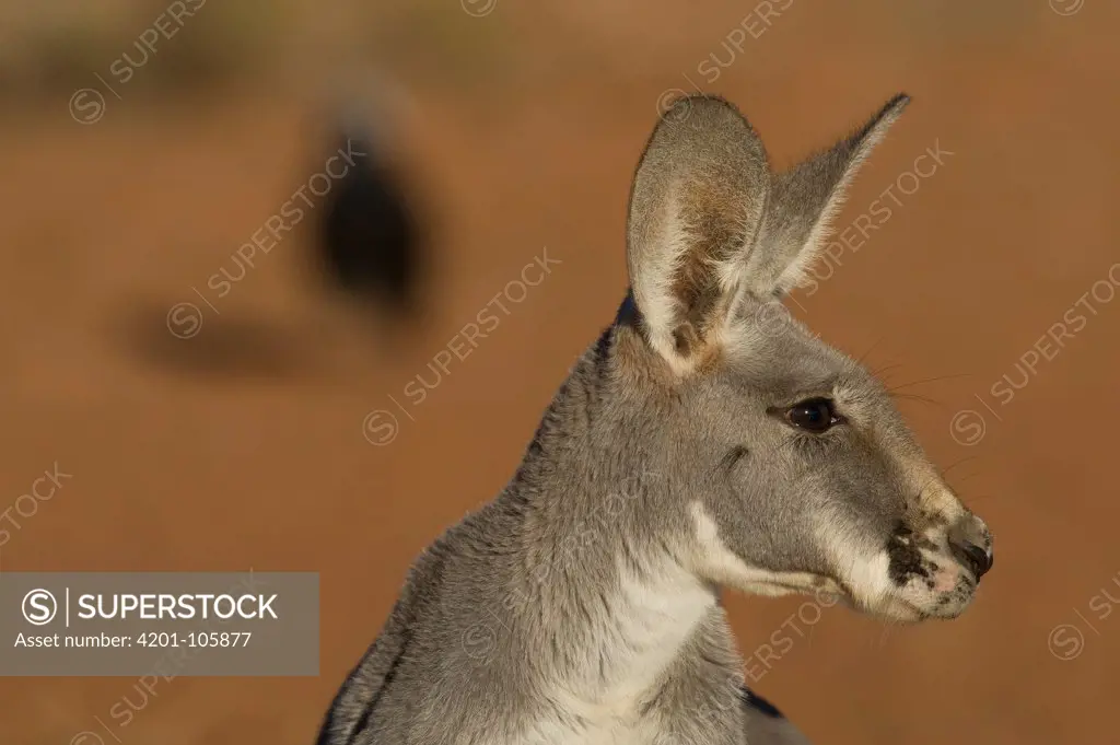 Red Kangaroo (Macropus rufus), Thargomindah, Australia