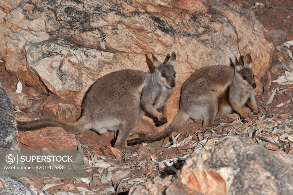 Black-footed Rock Wallaby (Petrogale lateralis) pair, Alice Springs, Northern Territory, Australia