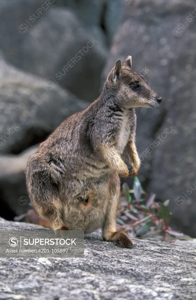 Mareeba Rock-wallaby (Petrogale mareeba), Australia