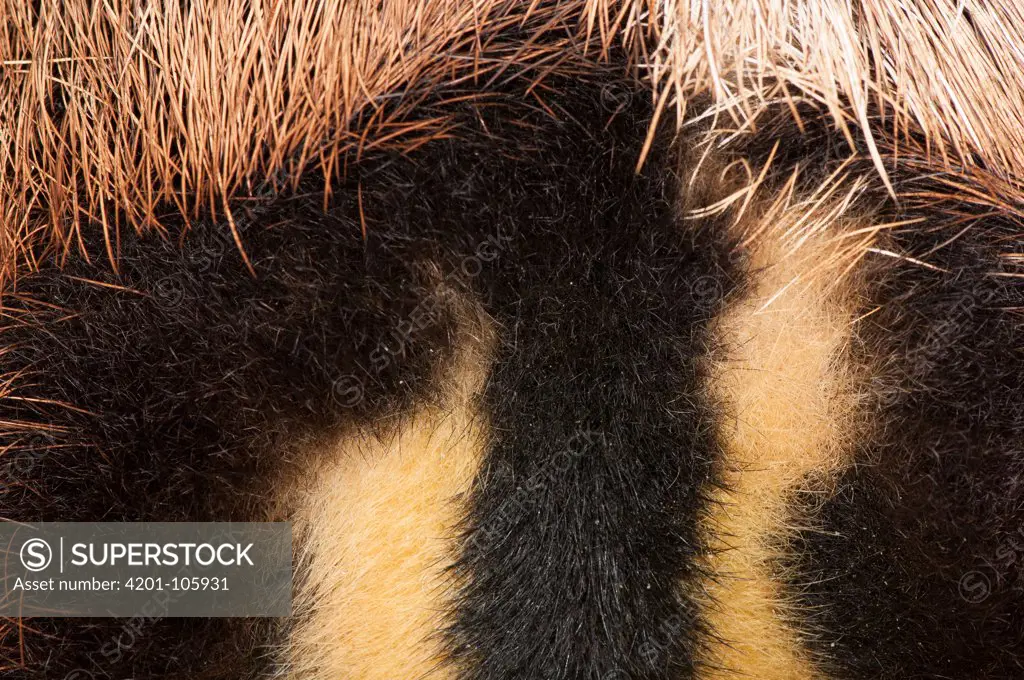 Brown-throated Three-toed Sloth (Bradypus variegatus) male back markings, Aviarios Sloth Sanctuary, Costa Rica