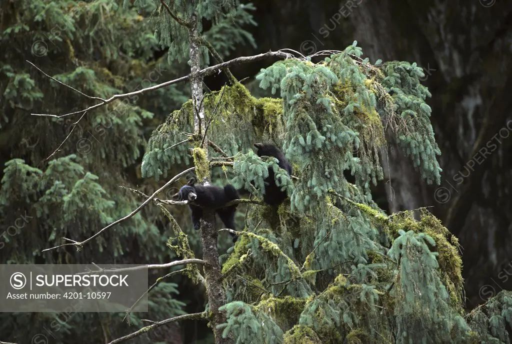 Black Bear (Ursus americanus) cubs in tree, Alaska