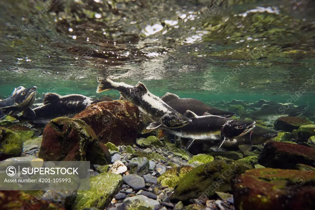Pink Salmon (Oncorhynchus gorbuscha) group spawning in river, Prince William Sound, Alaska