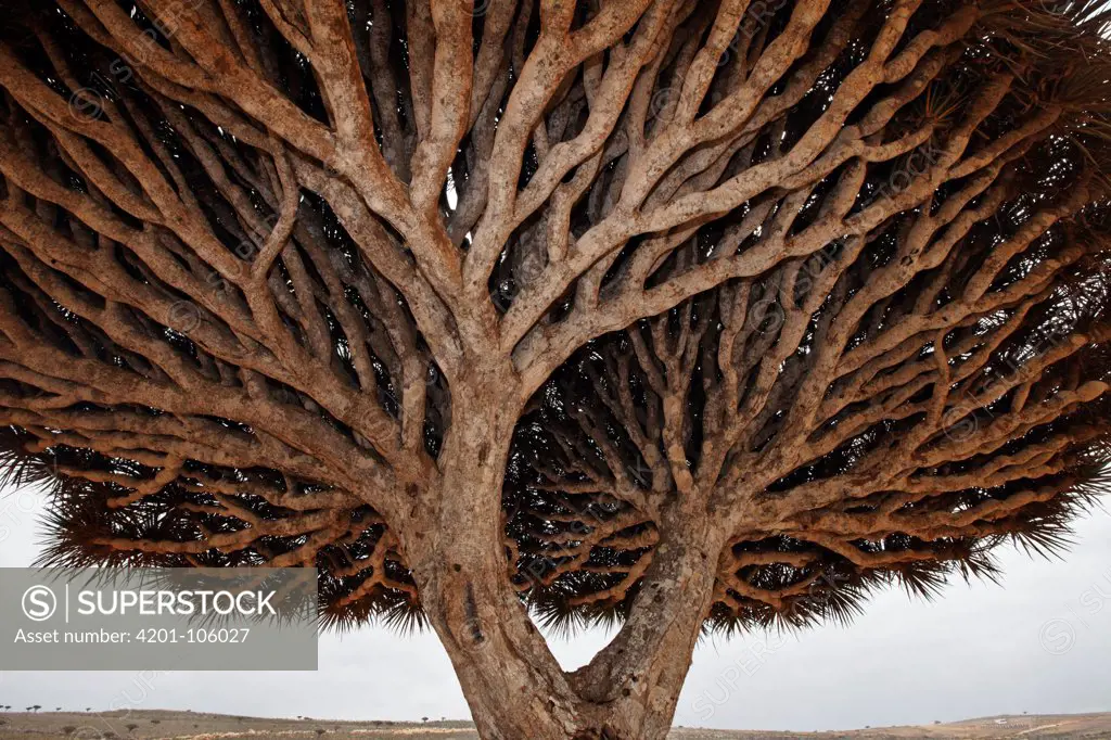 Dragon-blood Tree (Dracaena cinnabari) crown, Socotra, Yemen