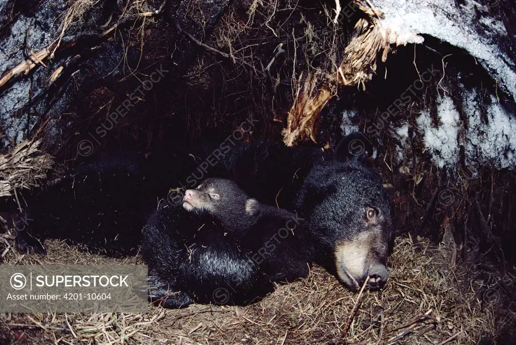 Black Bear (Ursus americanus) mother hibernating with cub, Minnesota