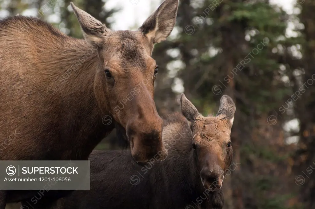 Alaskan Moose (Alces alces gigas) mother and calf, Alaska