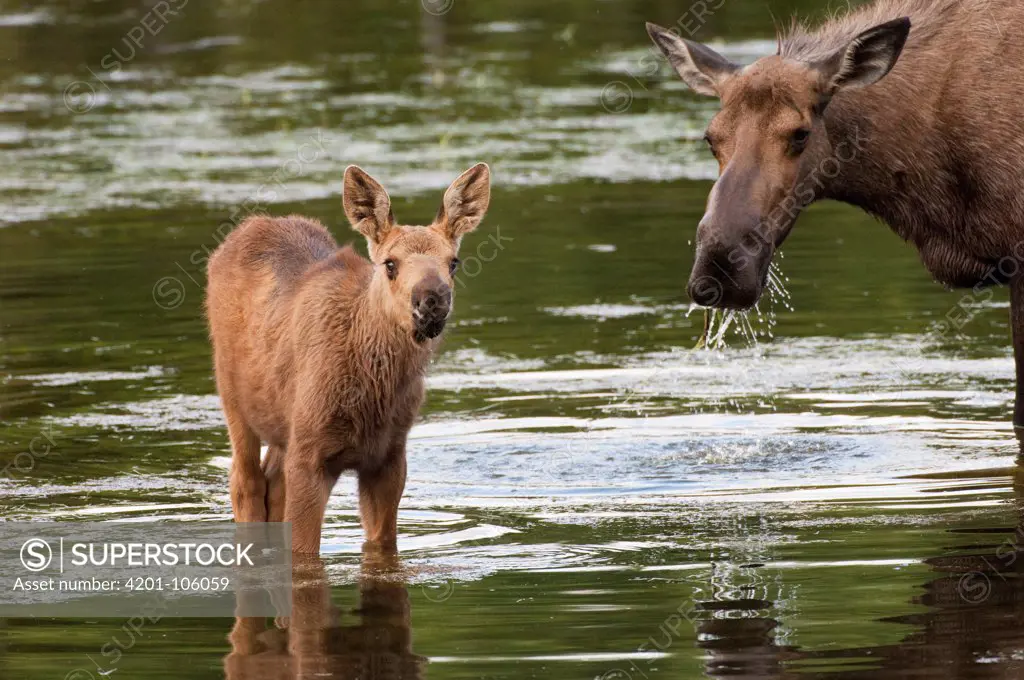 Alaskan Moose (Alces alces gigas) mother and calf in water, Alaska