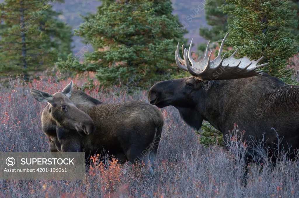 Alaskan Moose (Alces alces gigas) bull courting female, Alaska