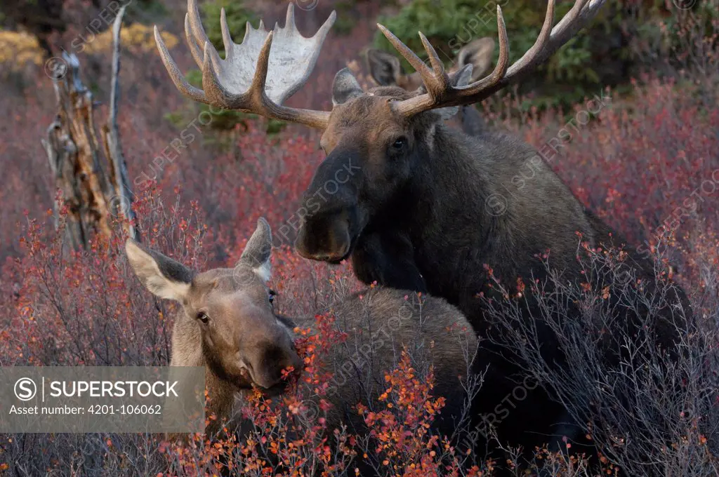 Alaskan Moose (Alces alces gigas) feeding mother and calf in water, Alaska
