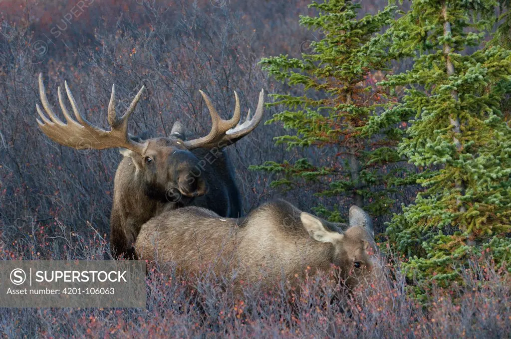 Alaskan Moose (Alces alces gigas) pair courting, Alaska