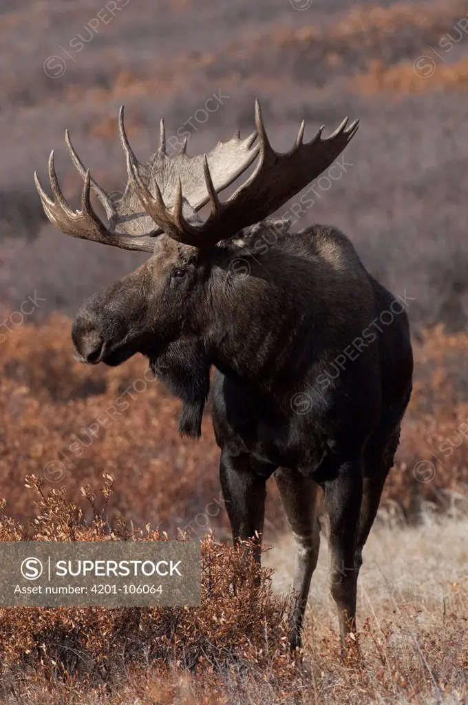 Alaska Moose (Alces alces gigas) bull, Alaska
