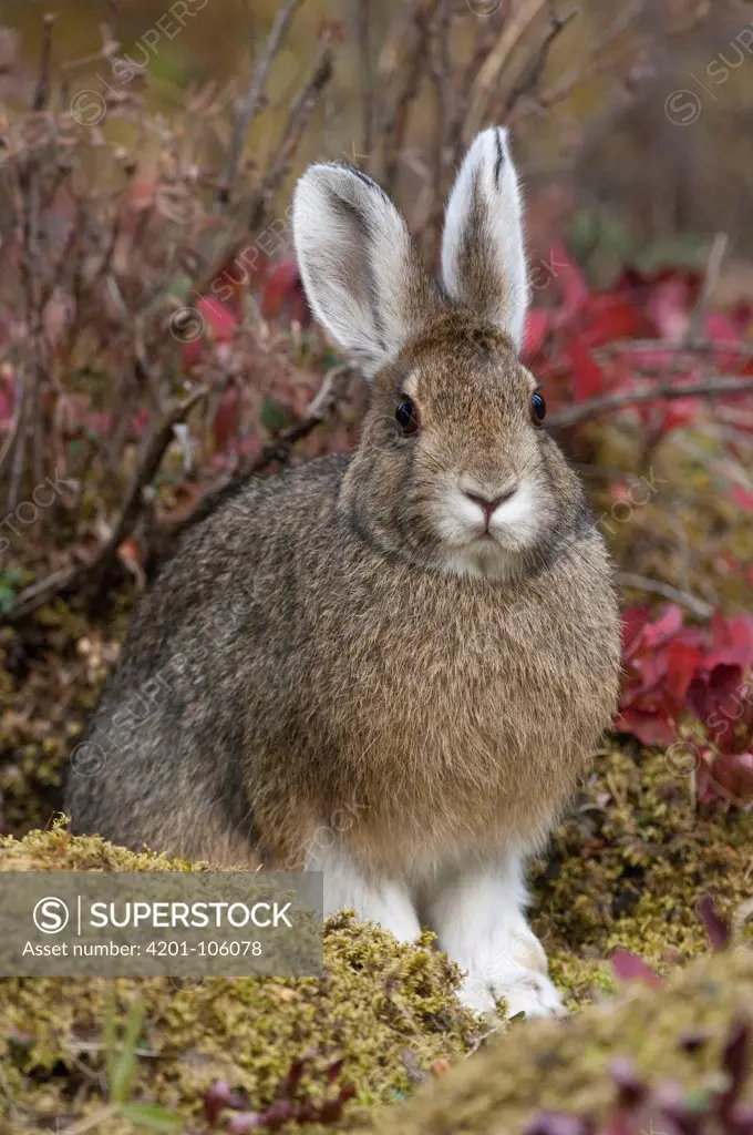 Snowshoe Hare (Lepus americanus) coat turning white for winter, Alaska