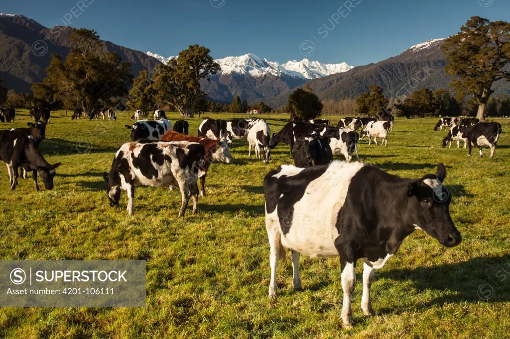 Domestic Cattle (Bos taurus) herd grazing, Butler Range, Whataroa River, South Island, New Zealand