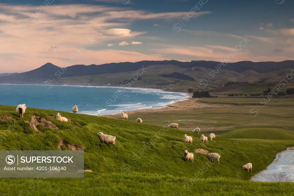 Domestic Sheep (Ovis aries) flock grazing near coast, Moeraki Beach, Otago, South Island, New Zealand