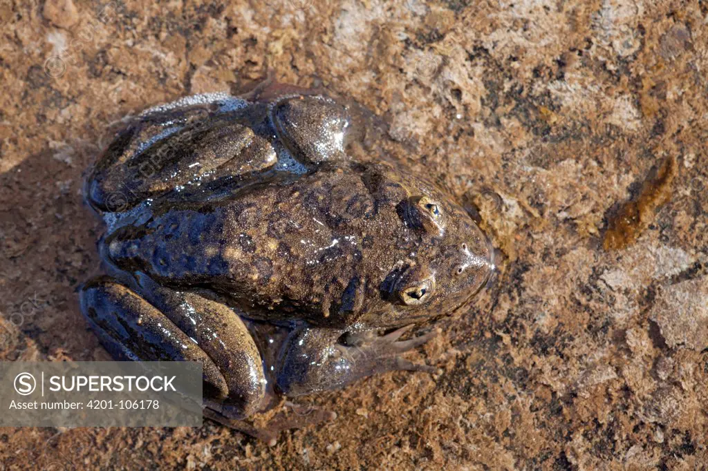 Maluti River Frog (Amietia umbraculata), Lesotho