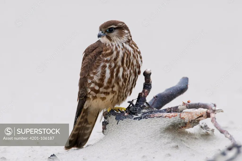 Merlin (Falco columbarius) on beach, Netherlands