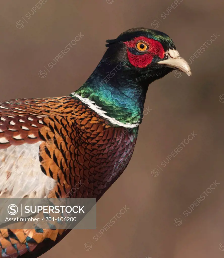 Ring-necked Pheasant (Phasianus colchicus) male, Netherlands
