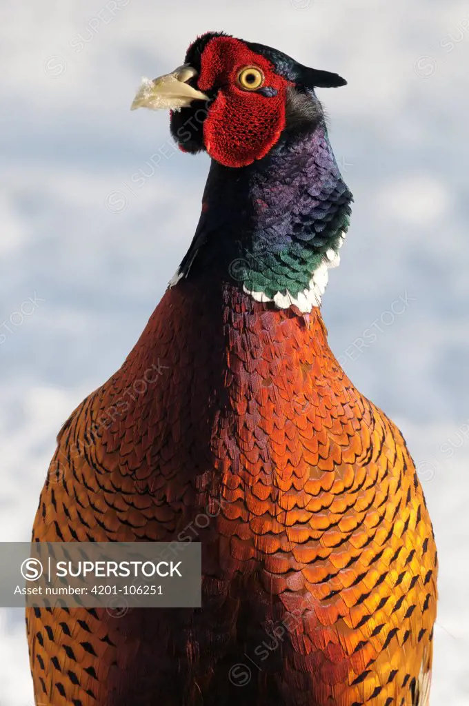 Ring-necked Pheasant (Phasianus colchicus) male in snow, Netherlands