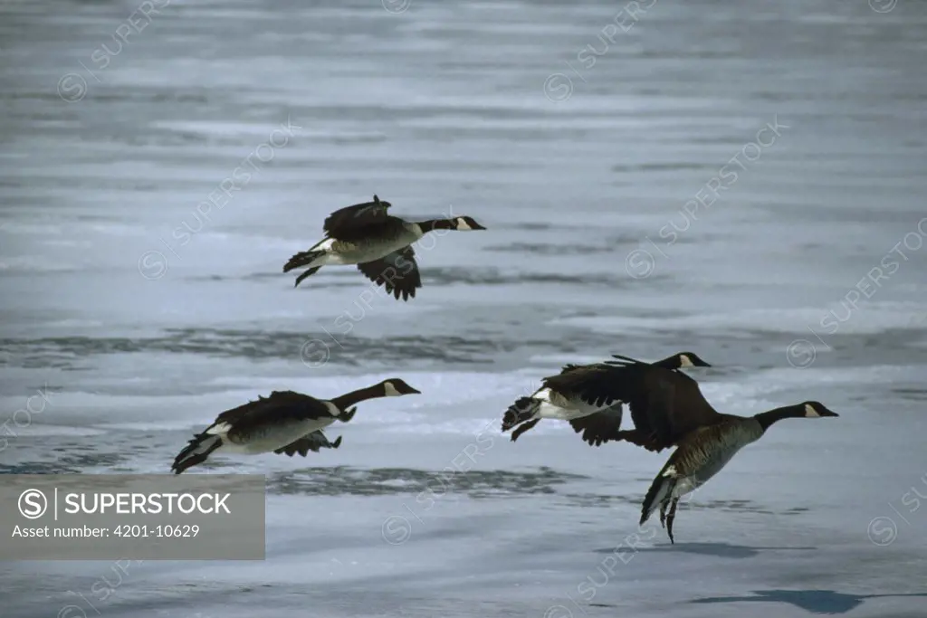 Canada Goose (Branta canadensis) group landing on frozen pond, North America