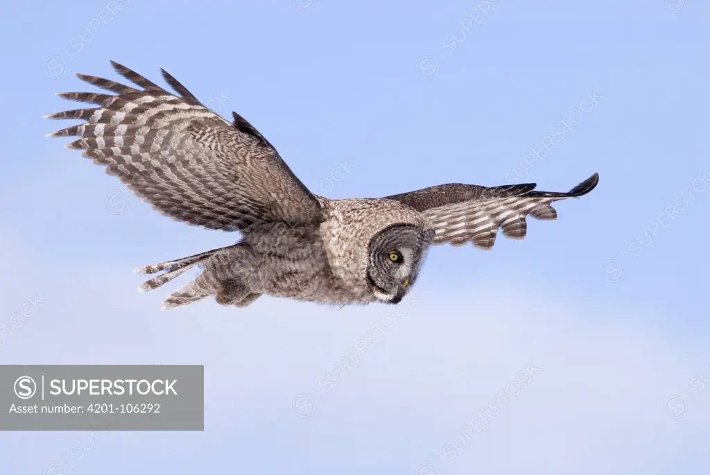Great Gray Owl (Strix nebulosa) flying, Canada