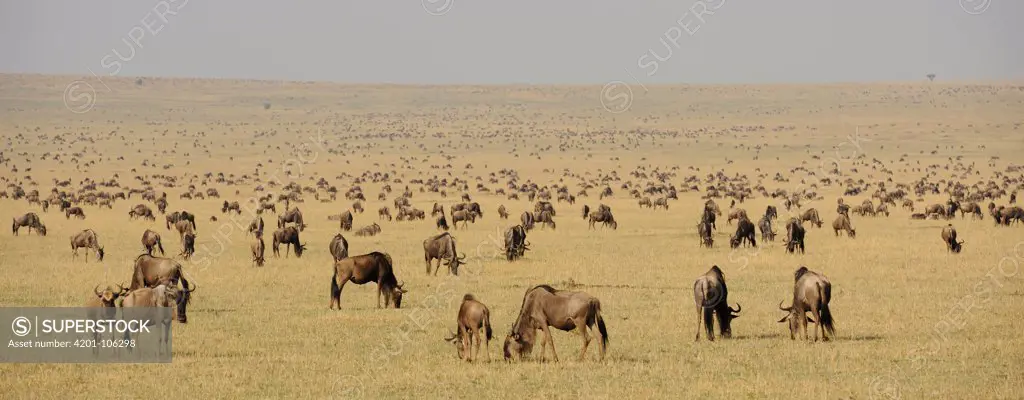 Blue Wildebeest (Connochaetes taurinus) herd grazing on savanna, Kenya