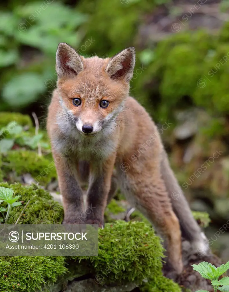 Red Fox (Vulpes vulpes) pup, Belgium