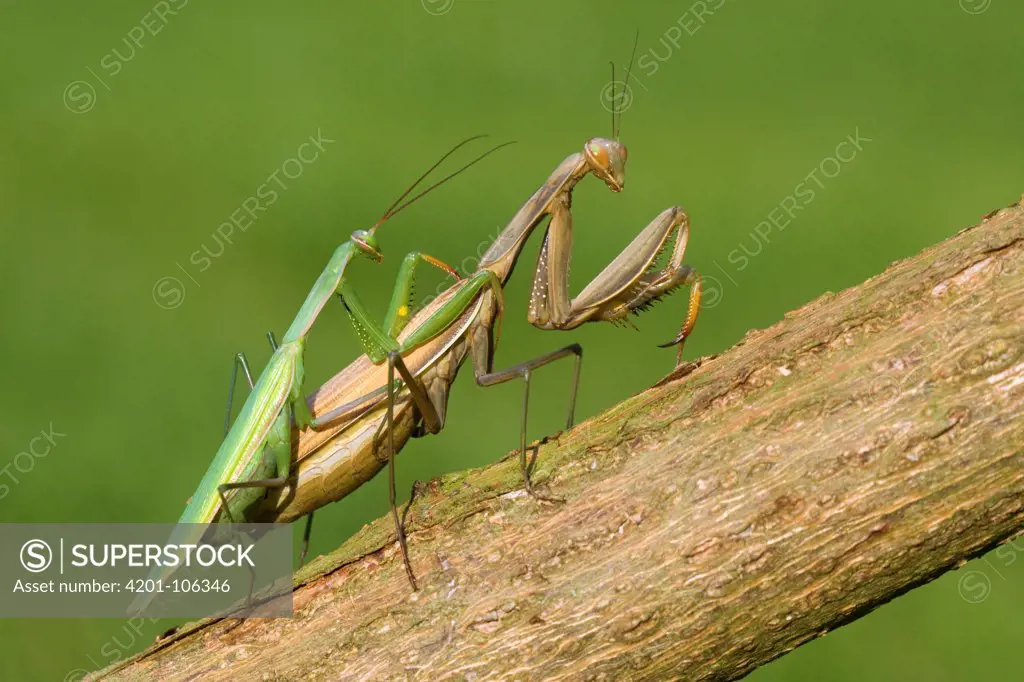 European Mantid (Mantis religiosa) pair mating, Switzerland