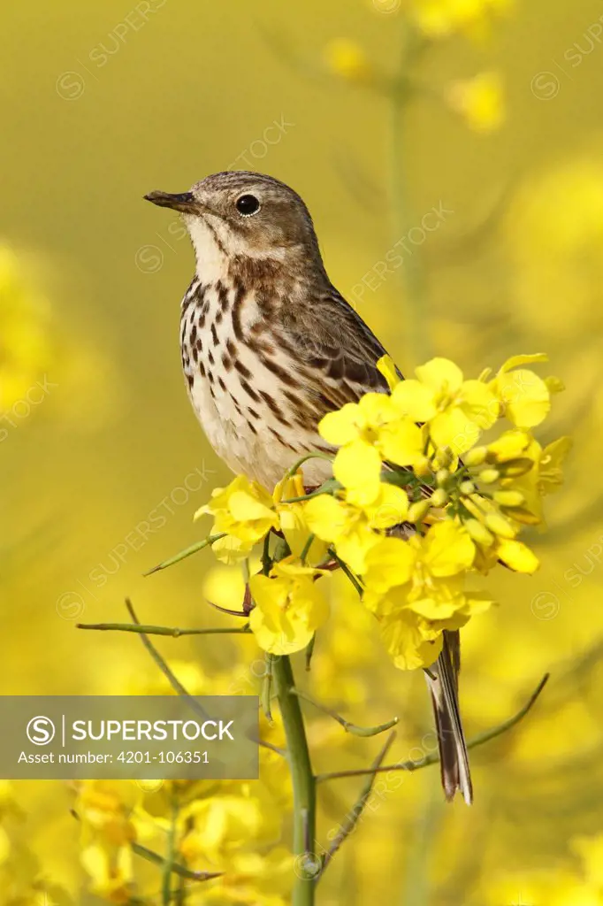 Meadow Pipit (Anthus pratensis) perching on wild mustard, Netherlands
