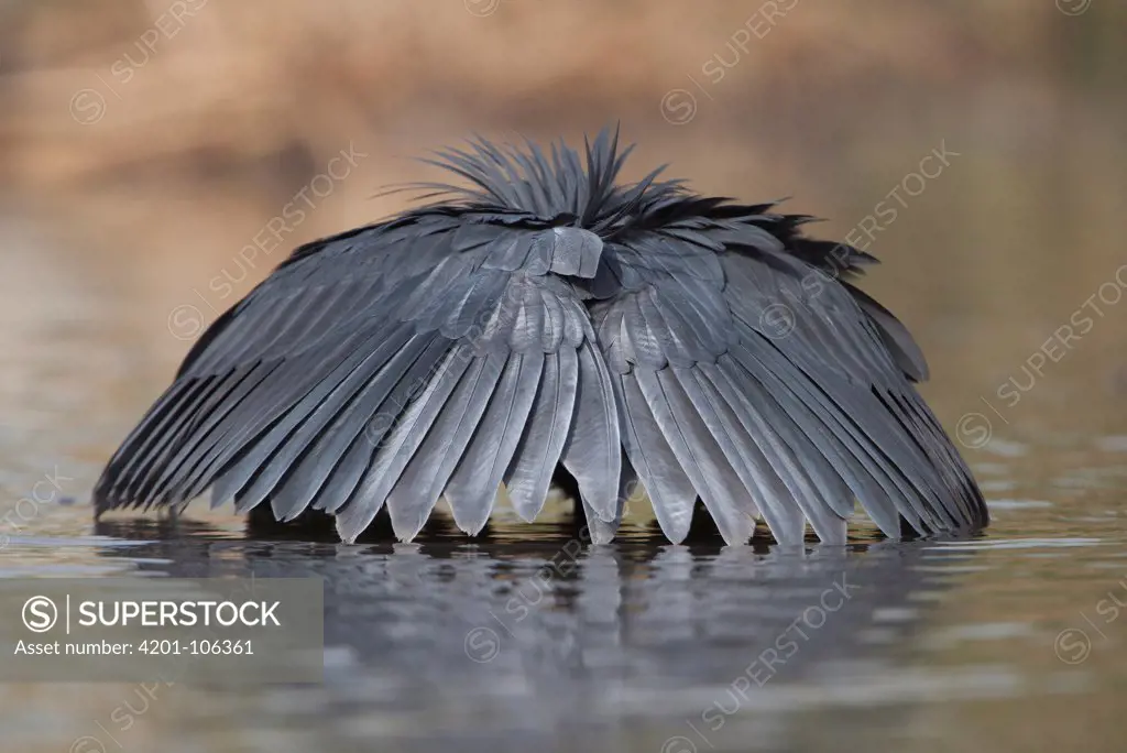 Black Heron (Egretta ardesiaca) fishing by using wings to make an umbrella which casts a shadow over the water, Gambia