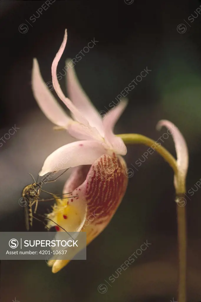 Winter Marsh Mosquito (Culiseta inornata) on Fairy Slipper Orchid (Calypso bulbosa), Minnesota