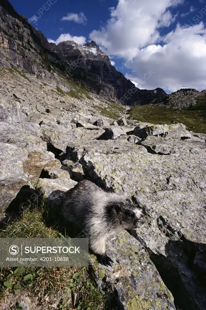 Hoary Marmot (Marmota caligata) sunning on a rock, Canadian Rocky Mountains, Canada