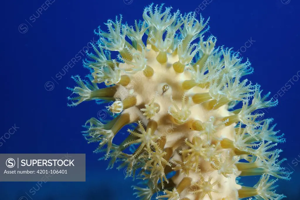 Soft Coral polyps, Aruba, West Indies, Caribbean