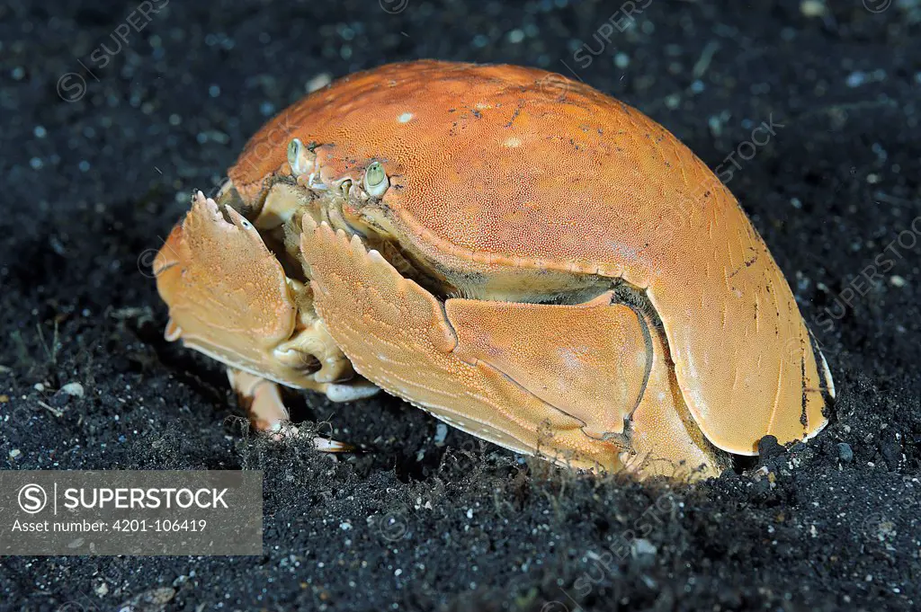 Giant Box Crab (Calappa calappa), Lembeh Strait, Sulawesi, Indonesia