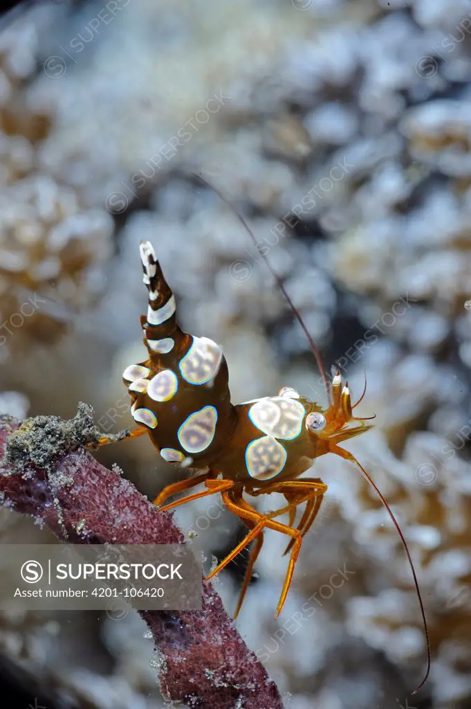 Squat Anemone Shrimp (Thor amboinensis), Lembeh Strait, Sulawesi, Indonesia