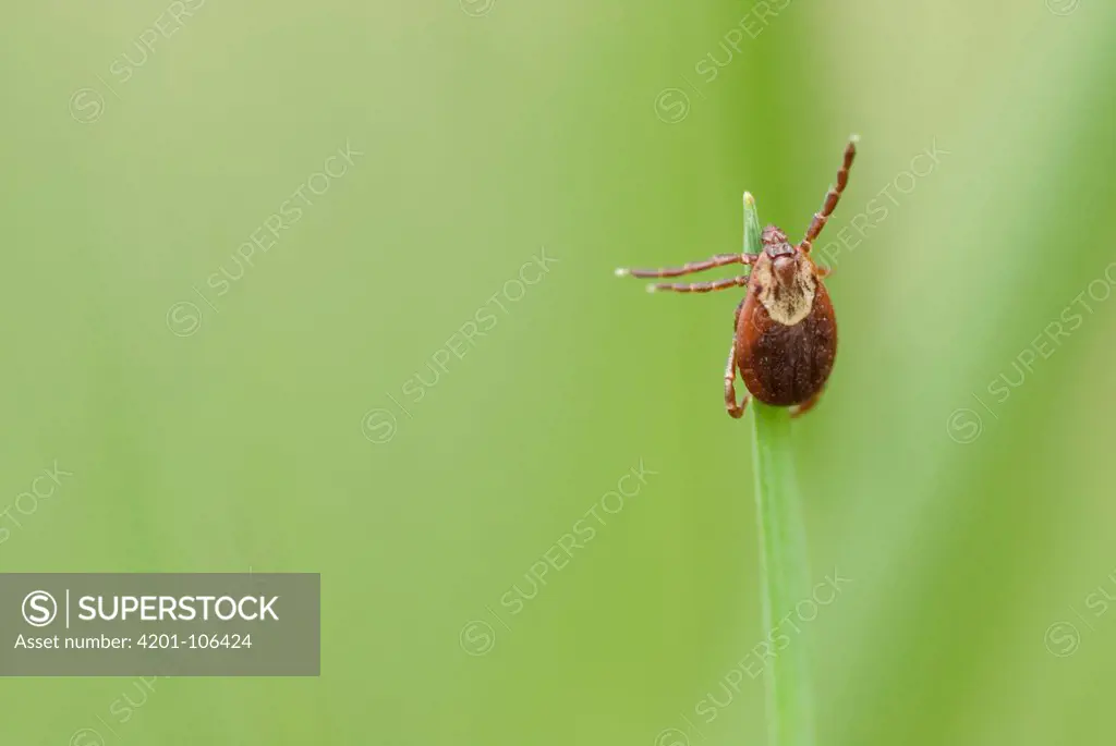 Common Wood Tick (Dermacentor variabilis) on blade of grass, Canada