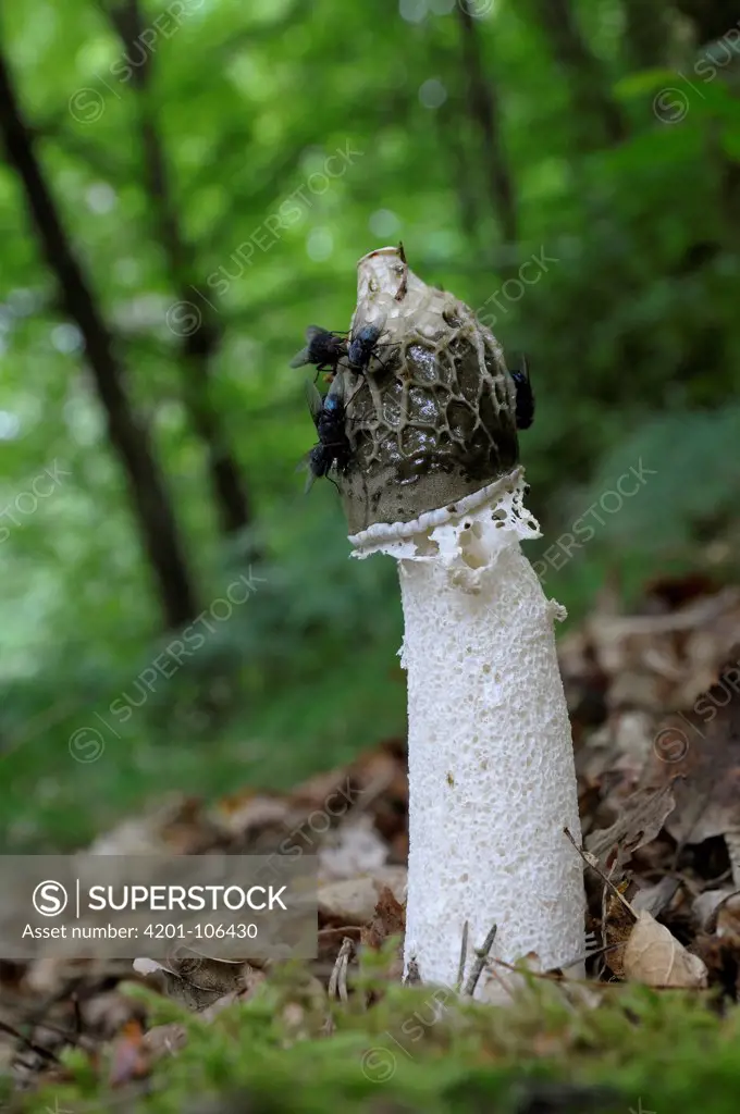 Common Stinkhorn (Phallus impudicus) mushroom attracting flies by emitting foul smell, Netherlands