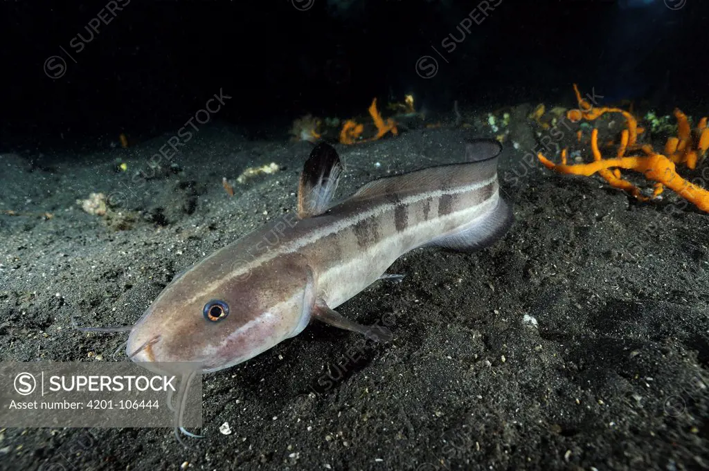 Striped Catfish (Plotosus lineatus) on ocean floor, Lembeh Strait, Sulawesi, Indonesia